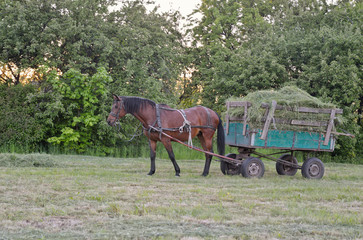 Fototapeta na wymiar Male horse is in harness to pull a hay wagon.