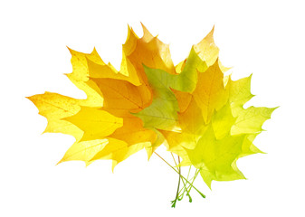 Beautiful bright golden orange autumn leaves isolated on white background. Bouquet of multicolored autumn leaves.