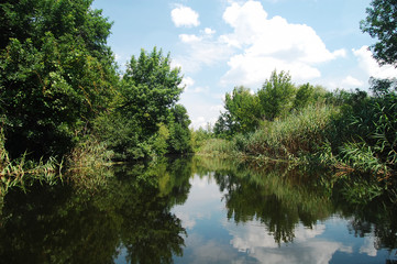 Fototapeta na wymiar Summer floodplain river with jungles of reeds and trees.