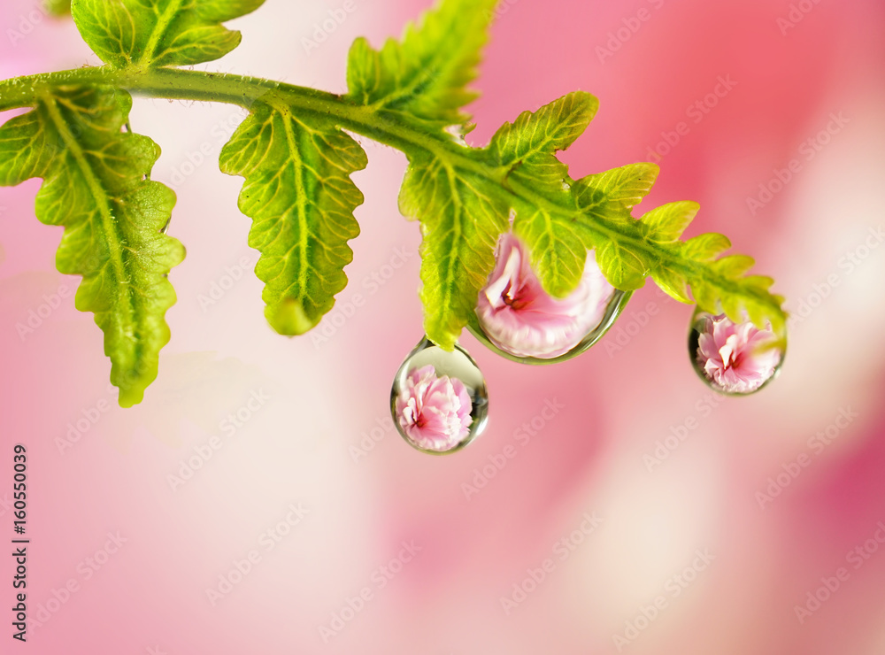 Poster transparent drops of dew on the leaves of the fern with the reflection of the peony flower. transpar
