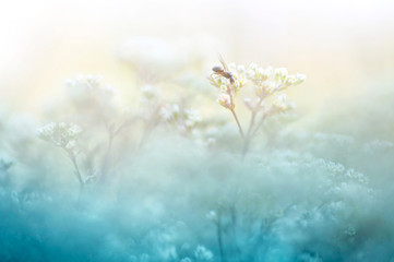 A gentle natural background in pastel colors with a soft focus of blue and beige shades. A...