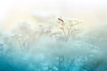Ein sanfter natürlicher Hintergrund in Pastellfarben mit einem weichen Fokus aus Blau- und Beigetönen. Eine blühende Pflanze im Frühling mit verschwommenen weichen Umrissen. Ameise auf Zweig der Pflanze ist Makro. © Laura Pashkevich