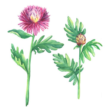 The branch flowering pink spotted knapweed  (names: Centaurea maculosa, whitewash cornflower, meadow thistle), isolated on white background. Watercolor hand drawn painting illustration.