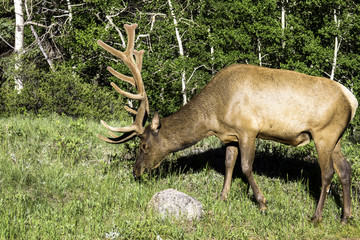 Bull Elk grazes at dawn in Rocky Mountain National Park
