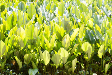 Lush fertile green leafs in tropical garden