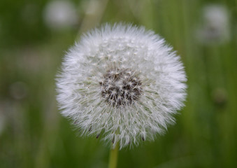 Dandelion
