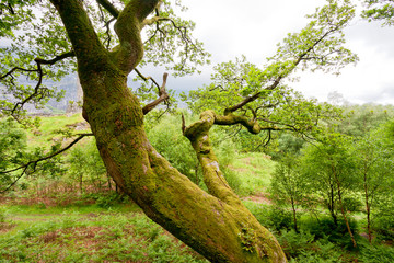 Fototapeta na wymiar Old moss-covered tree