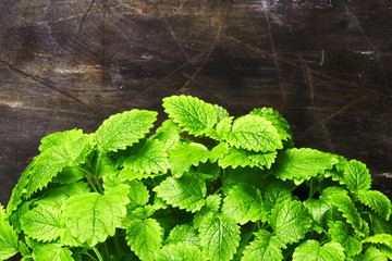Mint leaves on a wooden background. Melissa
