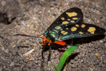 Heady Maiden moth (Amata cerbera), Kruger National Park, South Africa