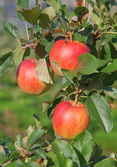 Apple garden