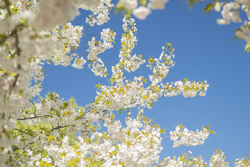 Blühende Japanische Blütenkirsche mit weissen und rosafarbenen Blüten in der Morgensonne