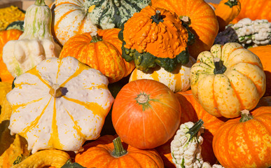 Colorful pumpkins