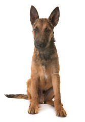 puppy belgian shepherd laekenois