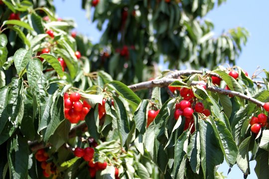 cerises &agrave; cueillir sur le cerisier dans le Lub&eacute;ron, vaucluse