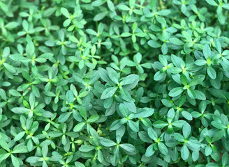 Green plant background