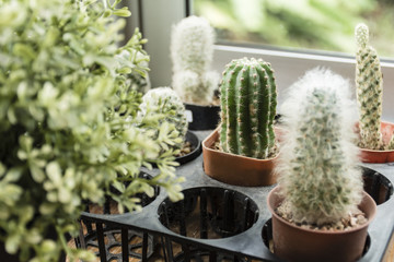 beautiful baby cactus in the flowerpot