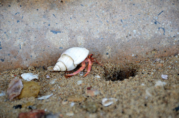 hermit crab walk on sand, hermit crab, crab
