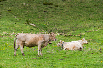 Cow pasture in rural Andorra