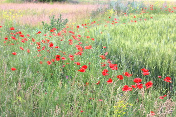 Summer field with red poppy flowers