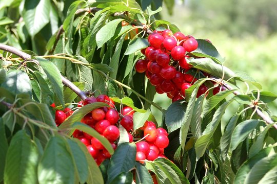 cerises &agrave; cueillir sur le cerisier dans le Lub&eacute;ron, vaucluse