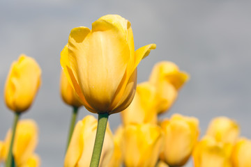 Close-up of yellow tulips photographed with selective focus