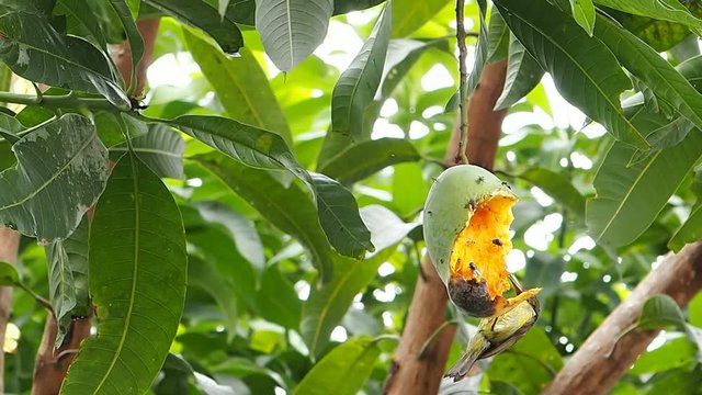 thick bill spider hunter bird and insect eating mango