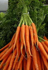 Bunches of fresh spring carrots with green top