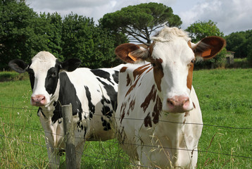 Vaches Pie rouge et Prim Holstein