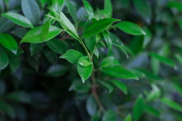 background of leaves green bush close up (low key, soft focus)