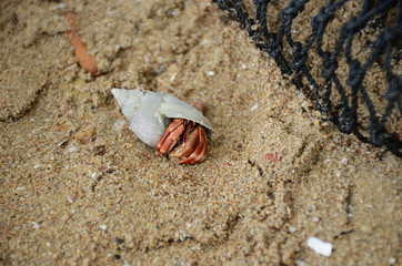 hermit crab walk on sand, hermit crab, crab
