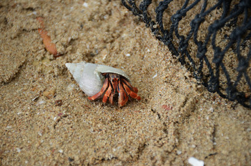 hermit crab walk on sand, hermit crab, crab
