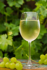 Wine glass with ice cold white wine, outdoor terrace, wine tasting in sunny day, green vineyard garden background.
