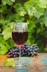 Wine glass wirh red wine, outdoor terrace, wine tasting in sunny day, green vineyard garden background.