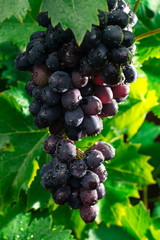 Healthy fruits Red wine grapes riping in the vineyard, dark grapes/ blue grapes/wine grapes,  bunch of grapes ready to harvest