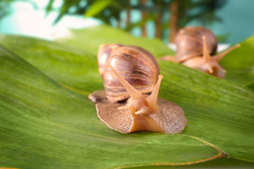Giant Achatina snail on green leaves