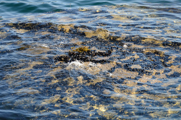 algae in clear water in the rocky shore 