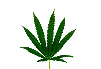 Green cannabis leaf isolated on white background