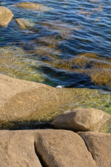 algae in clear water in the rocky shore 