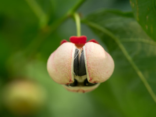 Seed of Sauropus androgynus, star gooseberry or sweet leaf.