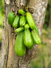 Bilimbi (Averhoa bilimbi Linn.) on tree