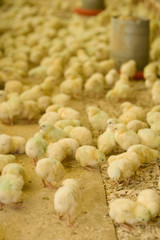 Pintinho em granja de aves