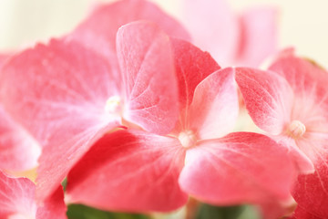 Beautiful pink hydrangea flowers, closeup