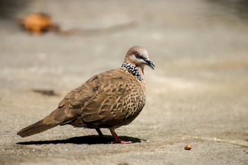 Spotted Dove (Streptopelia chinensis)