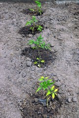 Маленькие кусты растений на грядке в земле