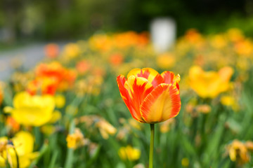Beautiful red orange tulip in a field