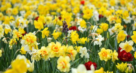 Obraz premium A field of different beautiful spring flowers
