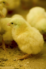 Pintinho em granja de aves