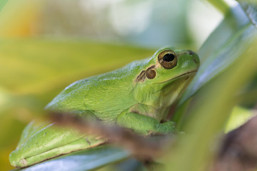 Laubfrosch