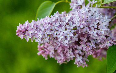 Blooming lilacs close up. Shallow depth of field
