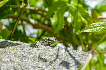 A little curious lizard sits on a rock